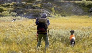 Försäljning av jaktkort inför ripjakten i Sverige